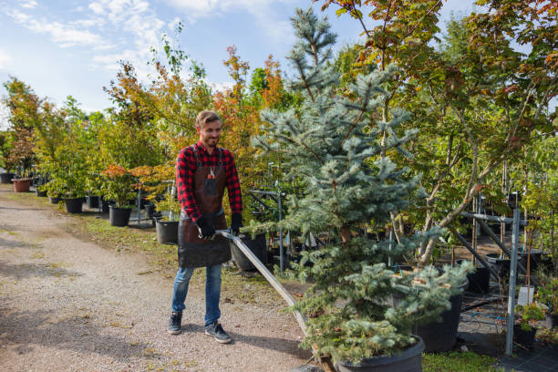 Best Tree Trimming and Pruning  in Valley View, OH